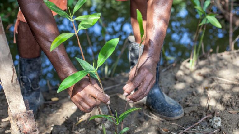 Man Hands Planting Plant on Ground