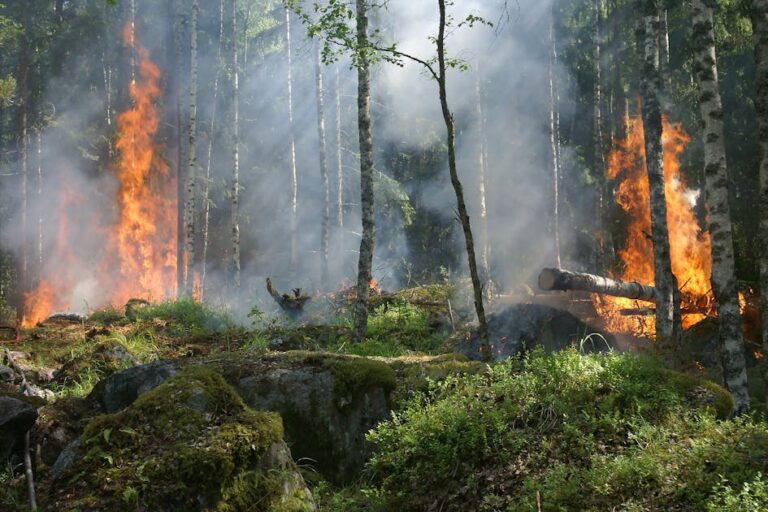 fire in forest adding a Severe Effects of Air Pollution in India