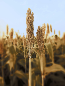 (Sorghum) farm shows What is Millets in Hindi