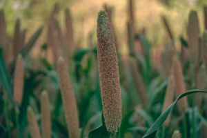 bajara(pearl millet farm) ready corp farm